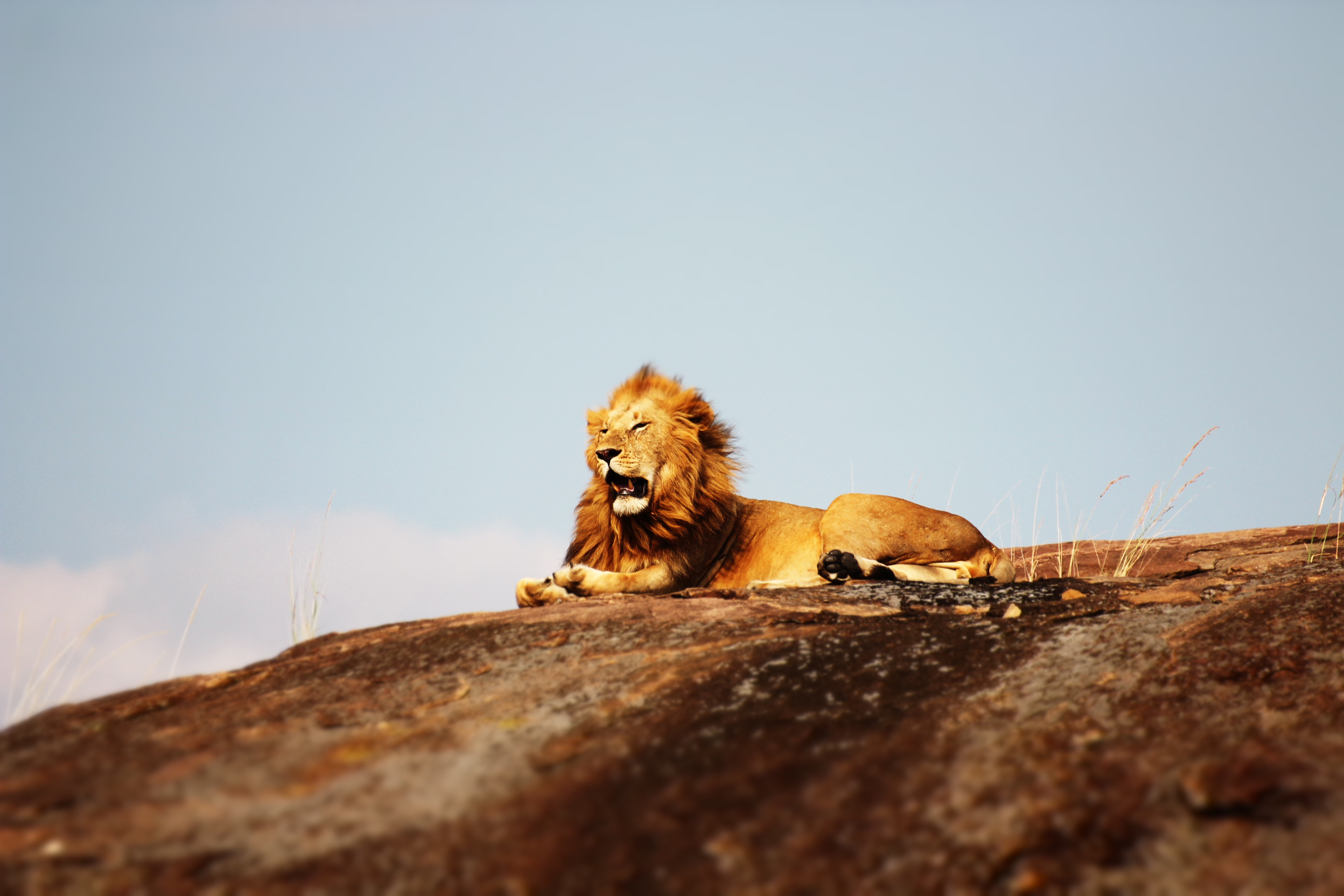 Image number 3 for 8 Days Serengeti Wildlife Safari