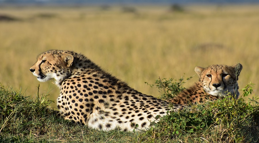 Image number 2 for 5 Days Of Excellent Tanzania Safari