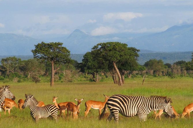 Image number 2 for 7 Days Safari To Southern Tanzania