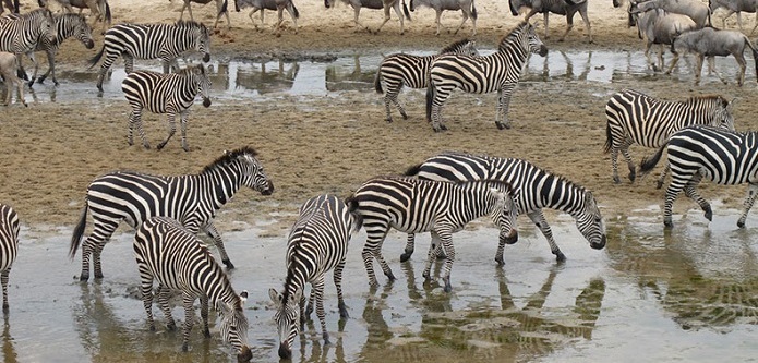 Image number 1 for Manyara, Ngorongoro Crater, Serengeti. 