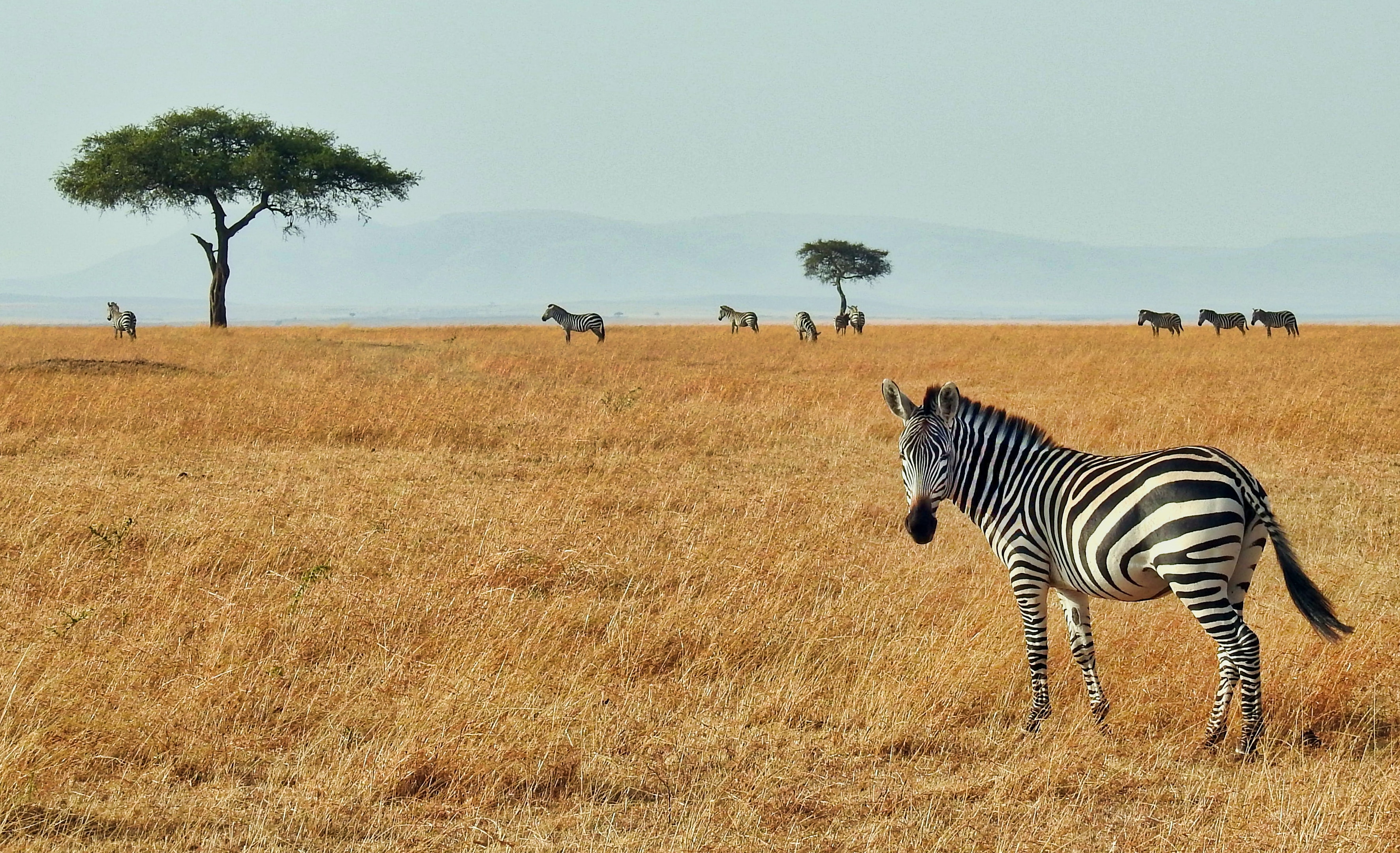 Image number 3 for 3 Days Safari In Tanzania