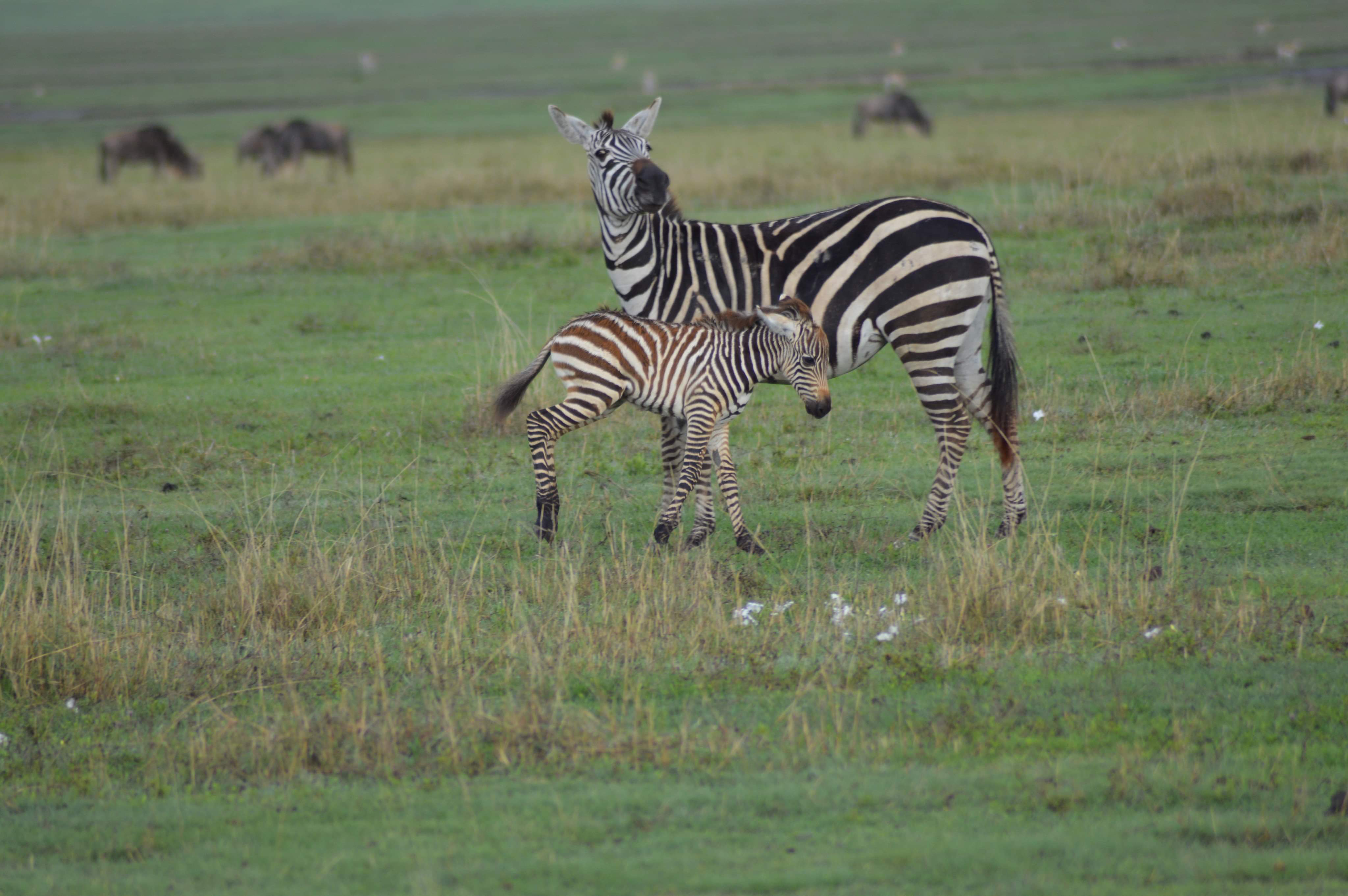 Image number 10 for 2-days Luxury Wildlife Safari