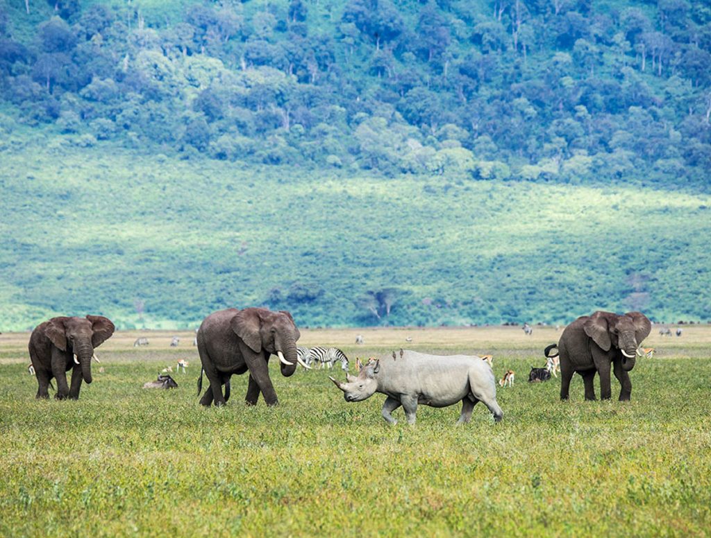 Image number 2 for 3- Days Amaizing Luxury Safari