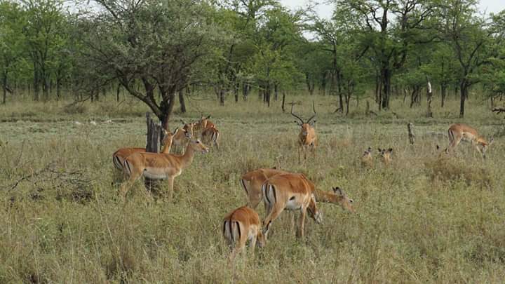 Image number 1 for Best 1 Day Tanzania Safari To Tarangire