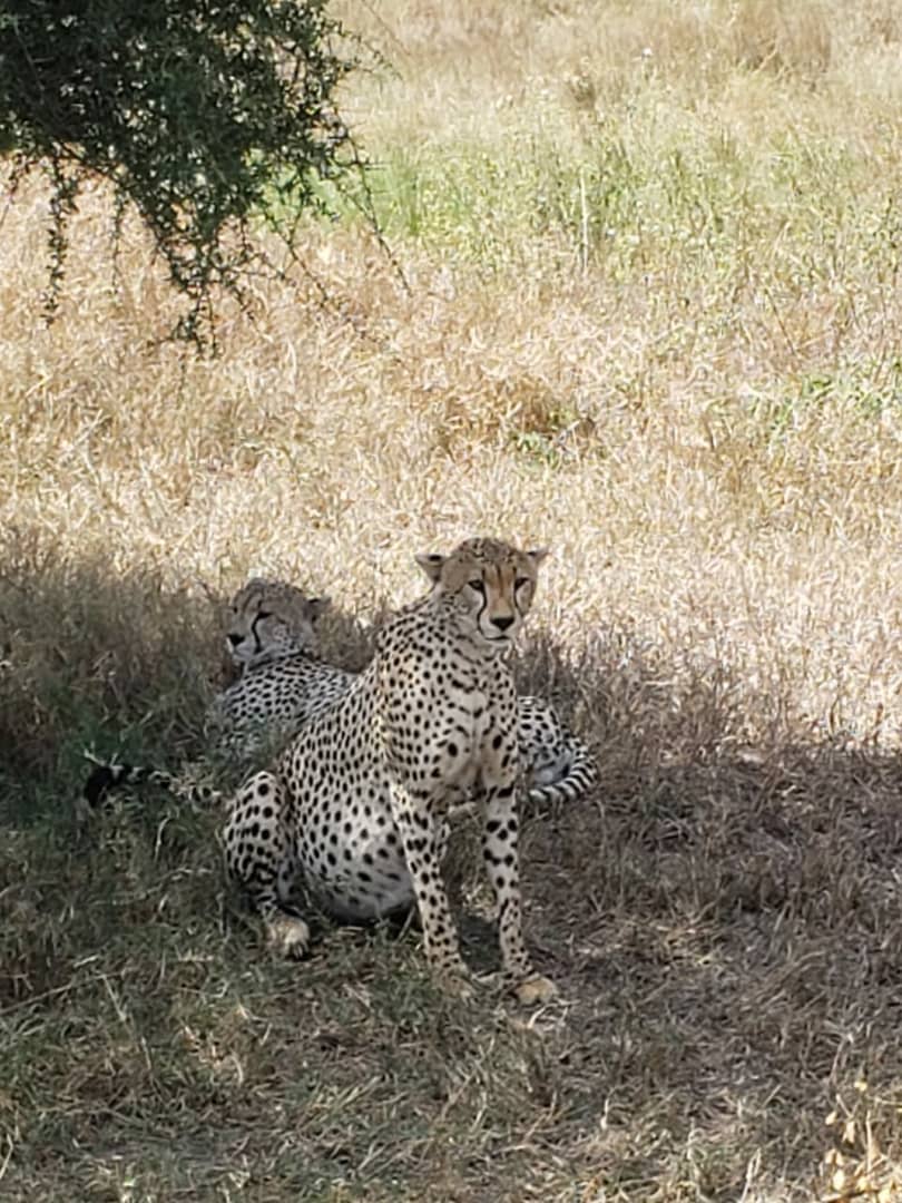 Image number 4 for 3 Days Short Lodge Safari.