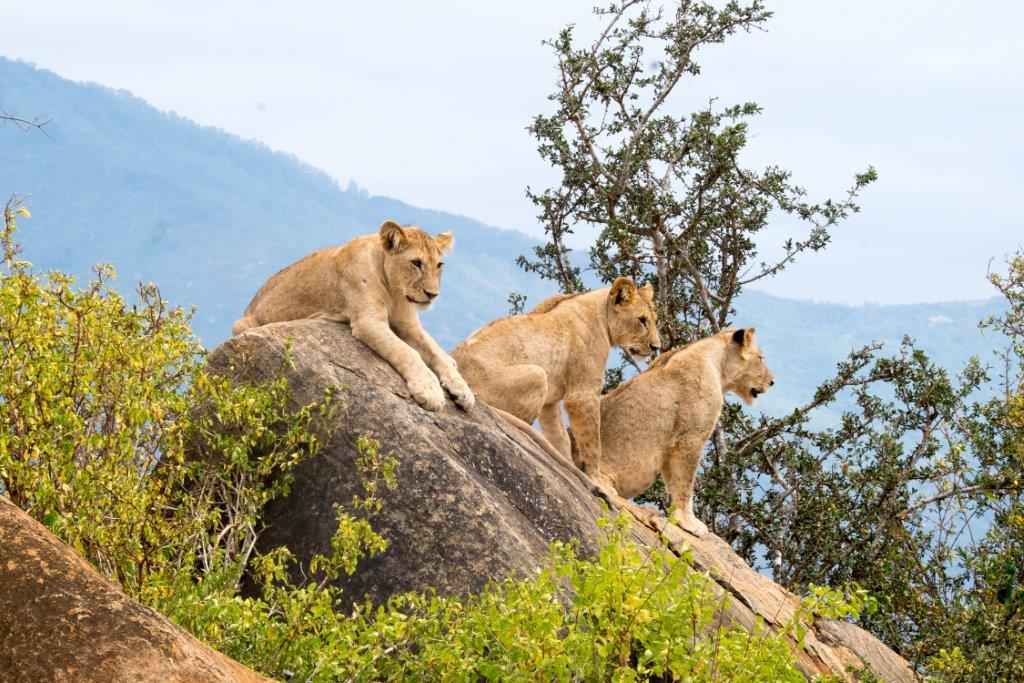 Image number 1 for 4 Days Tanzania Luxury Safari