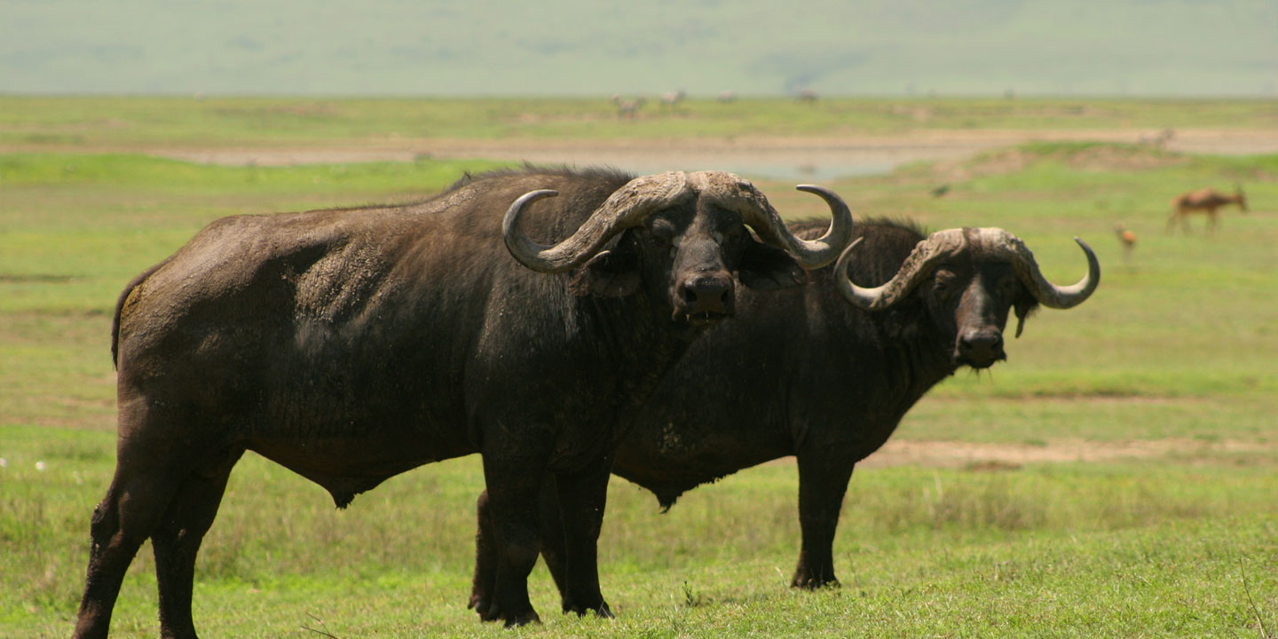 Image number 1 for 4 Days Selous Game Reserve