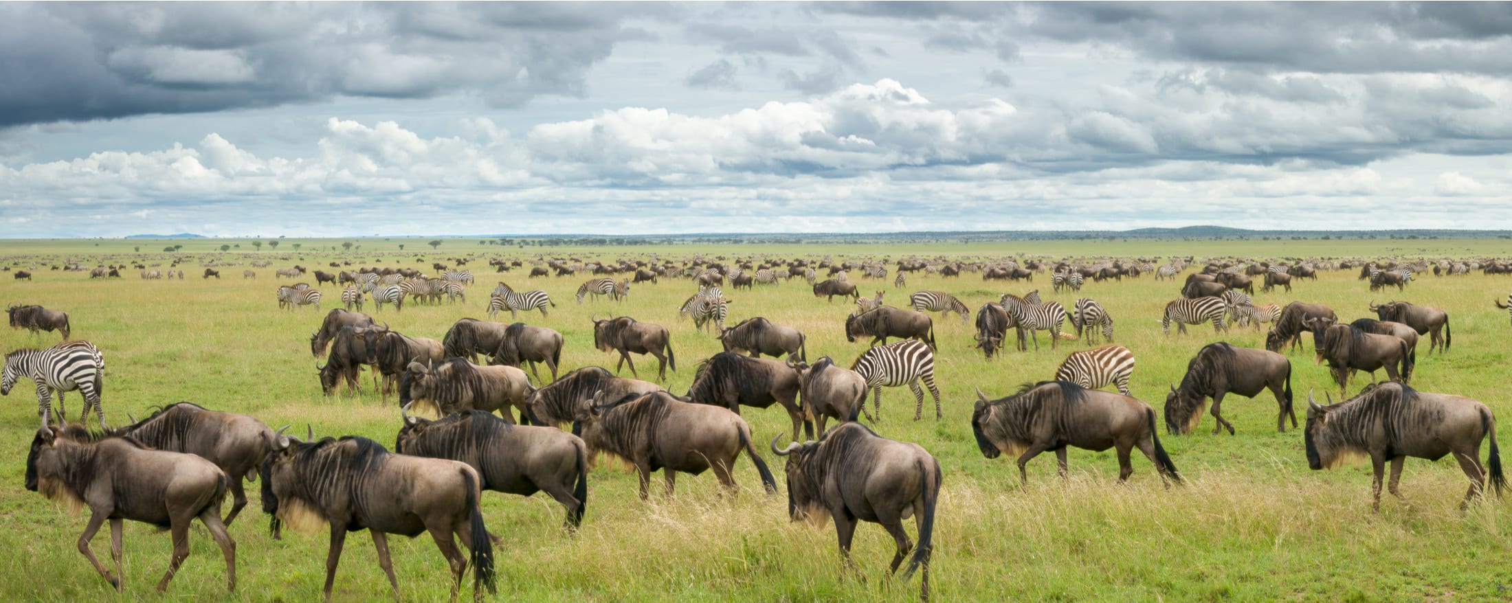 Image number 2 for Wonderful Safari To Tanzania