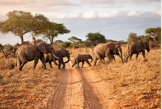 Image number 23 for  8 Days Tanzania’s Serengeti And Katavi