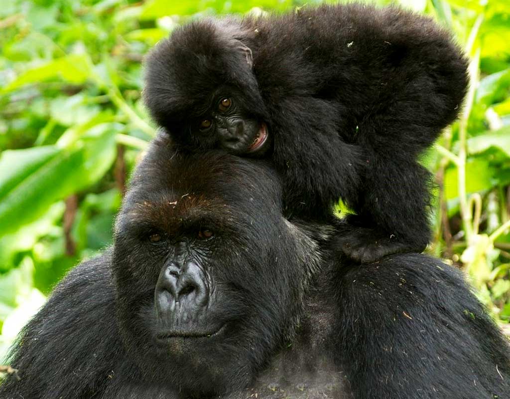 Image number 1 for 3-days  Bwindi Gorilla Trekking Safari