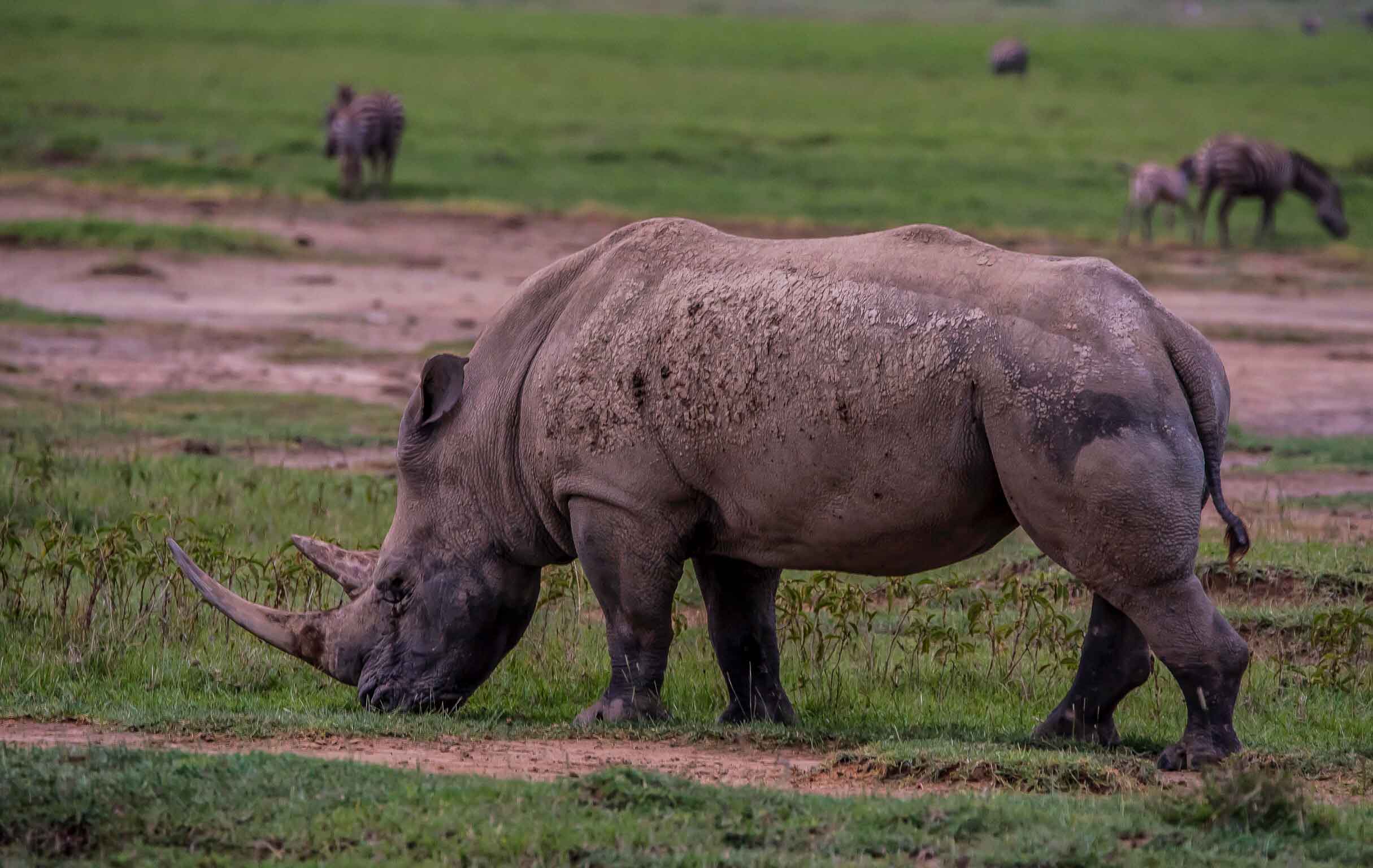 Image number 2 for  Serengeti & Lake Manyara   