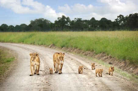 Image number 8 for Unveiling Amboseli: A Safari Of Scenic Splendor