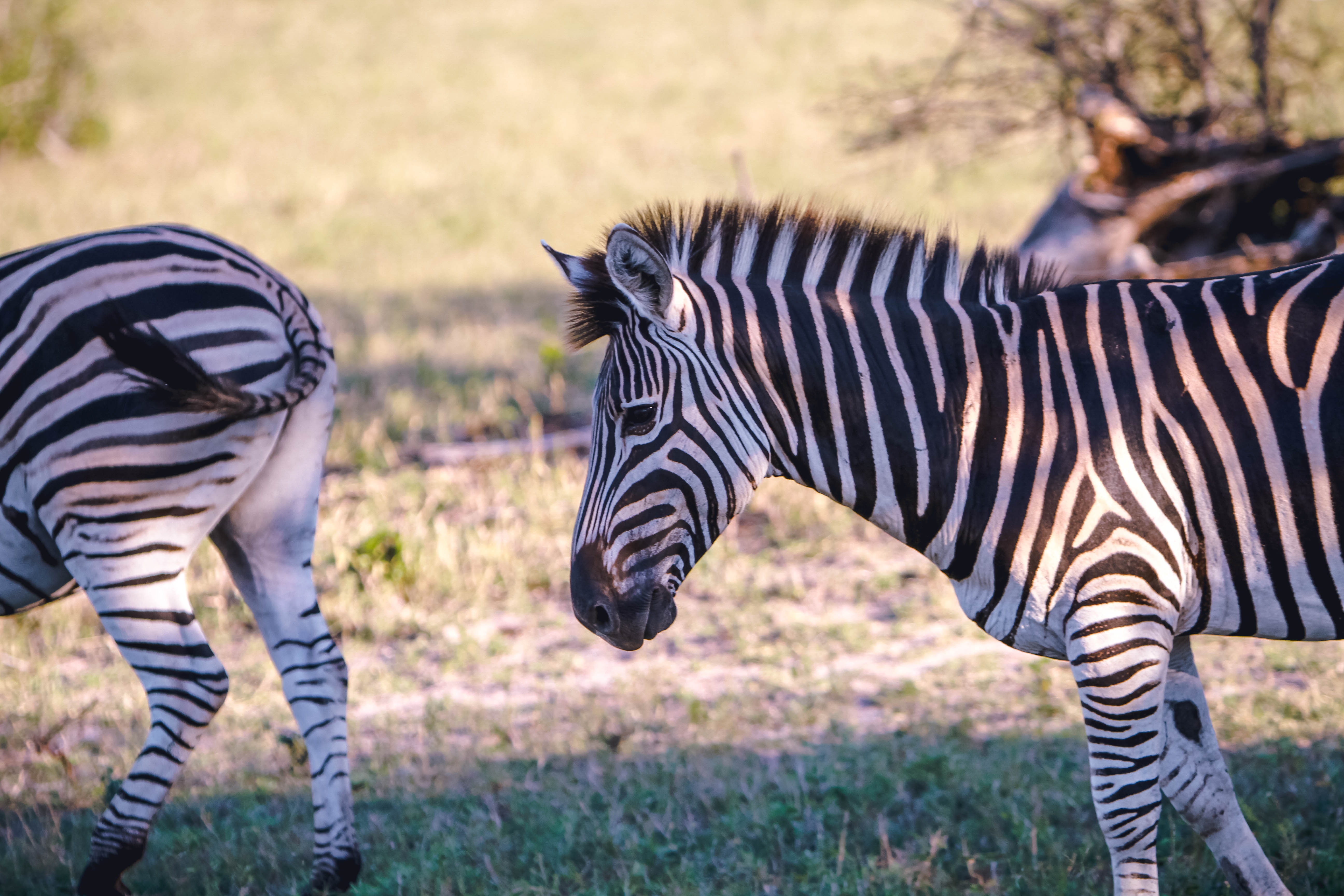 Image number 1 for  8 Days Serengeti (western Corridor)