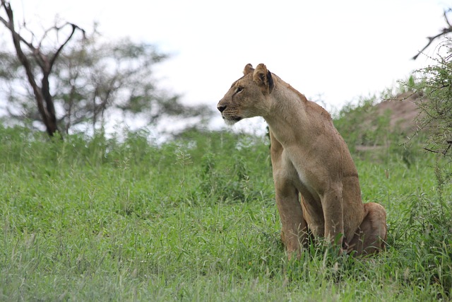 Image number 2 for 5 Days Serengeti Safari 