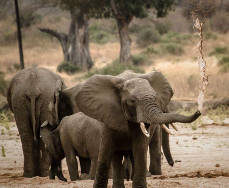 Image number 6 for  Serengeti And Ngorongoro Safaris