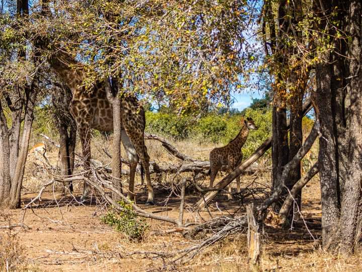 Image number 2 for 5 Days Safari Serengeti