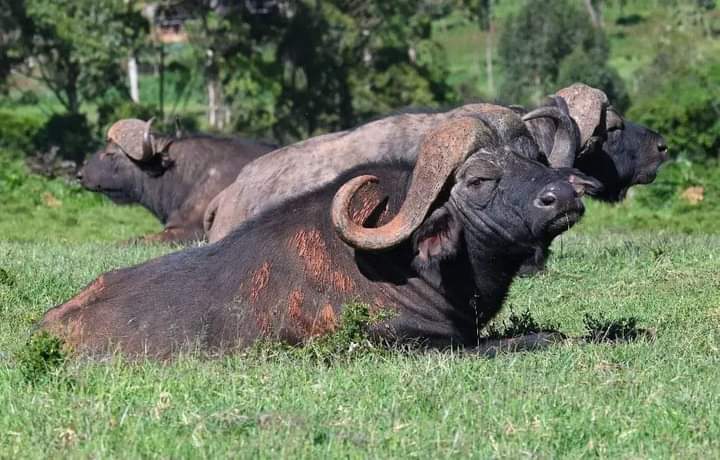 Image number 13 for 2 Days Of Thrill Ultimate Ol Pejeta Tour