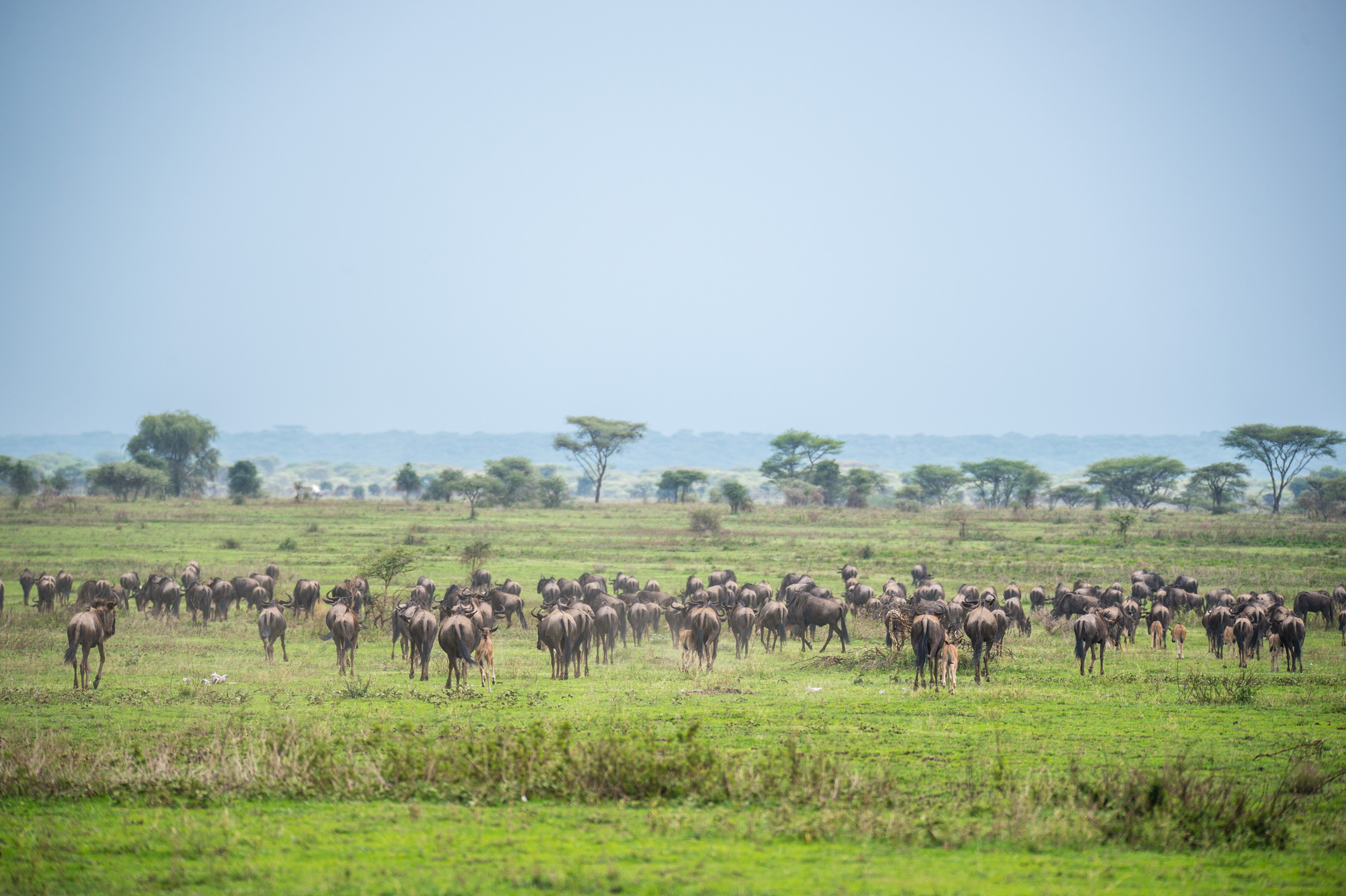 Image number 2 for Day Trip To Mikumi National Park From Dar