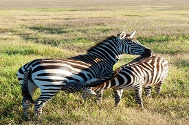 Image number 1 for The Best 4-day Tanzania Safari Tour