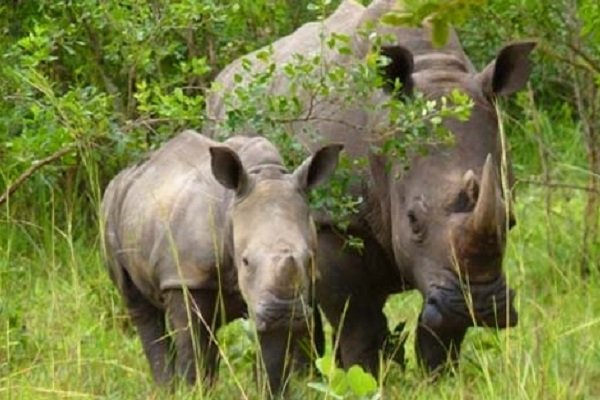 Image number 6 for Ziwa Rhino Tracking
