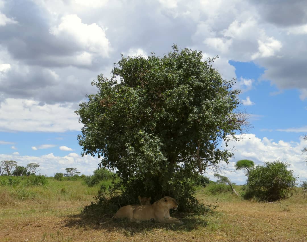 Image number 2 for Amazing Safari Serengeti And Ngorongoro