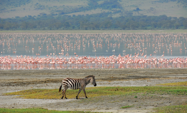Image number 7 for  Ngorongoro, Serengeti & Lake Manyara
