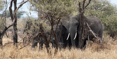 Image number 1 for 1-day Trip To Arusha National Park