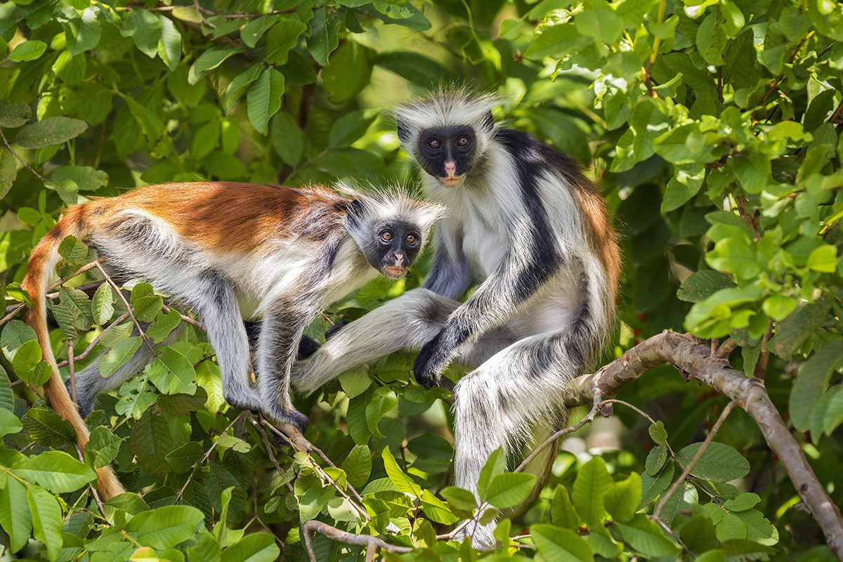 Image number 1 for Tanzania Luxury Safari & Zanzibar Beach Escape