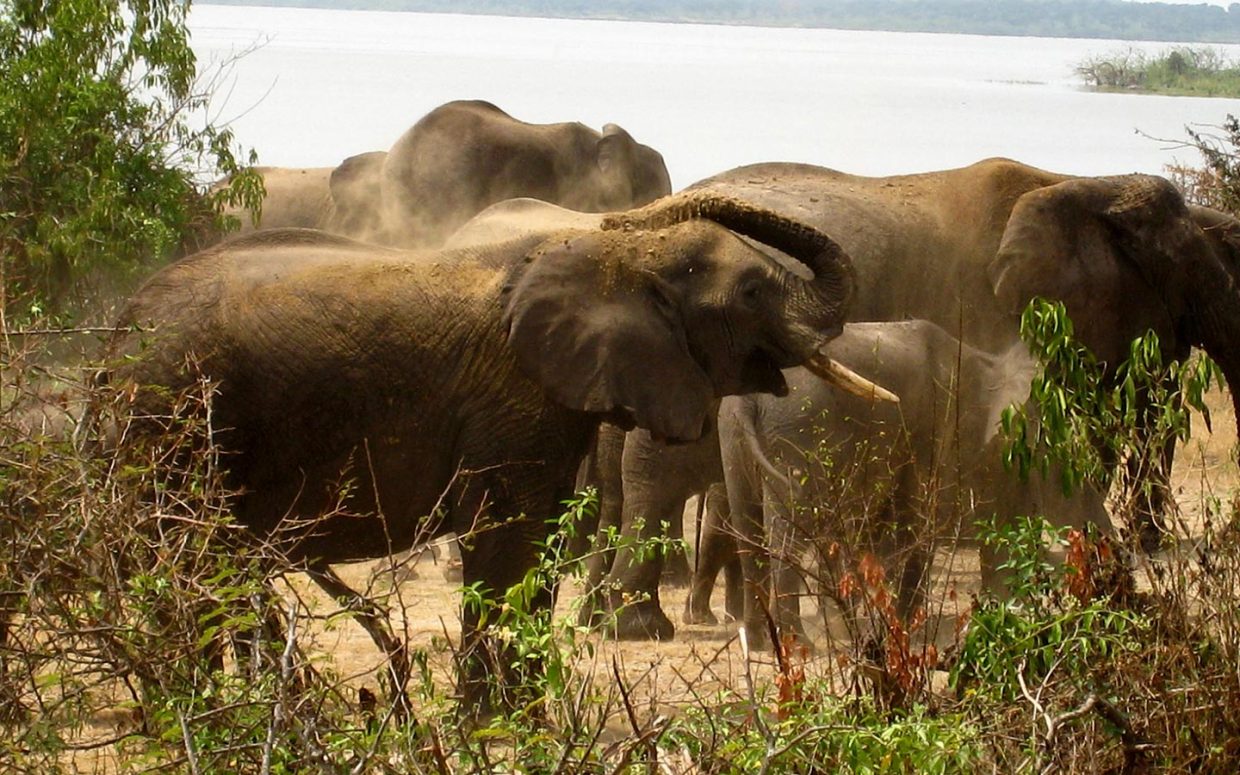 Image number 2 for Queen Elizabeth & Kibale Forest Safari 