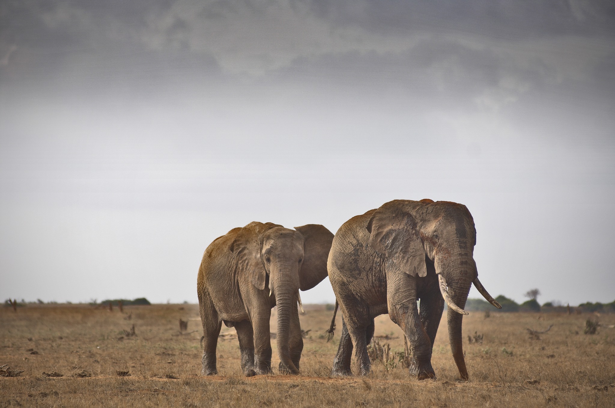 Image number 5 for Unveiling Amboseli: A Safari Of Scenic Splendor