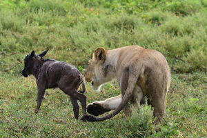 Image number 2 for 4 Days Wild And Culture Mid-range Safari