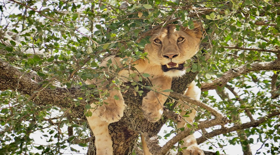 Image number 1 for 5 Days Tanzania Serengeti Safari Tour Package 