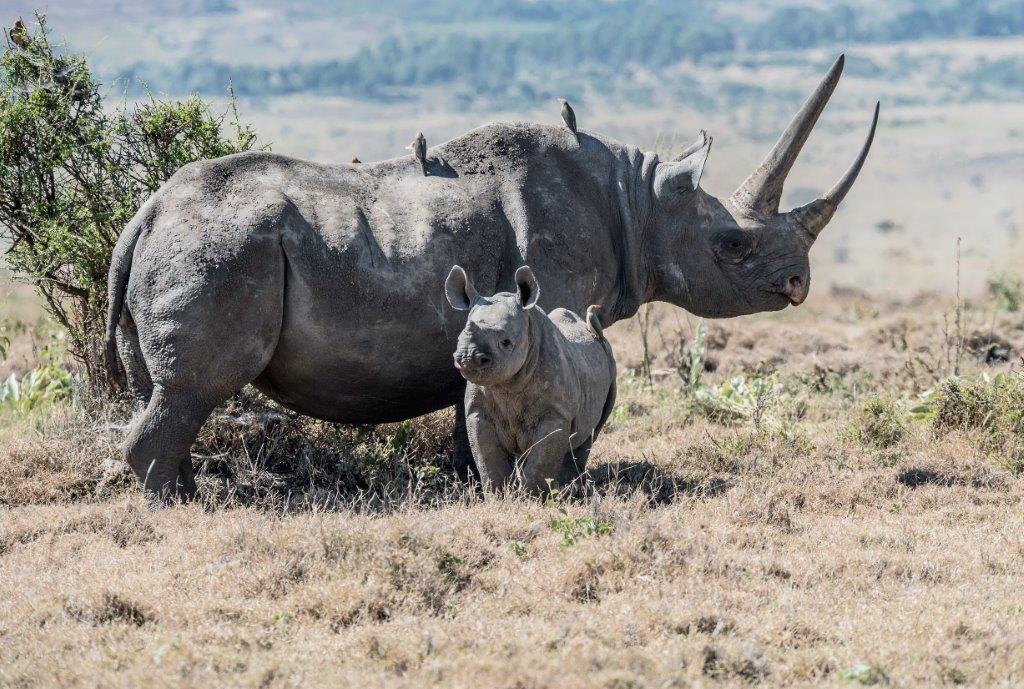 Image number 3 for 3 Days Tanzania Sharing Safari