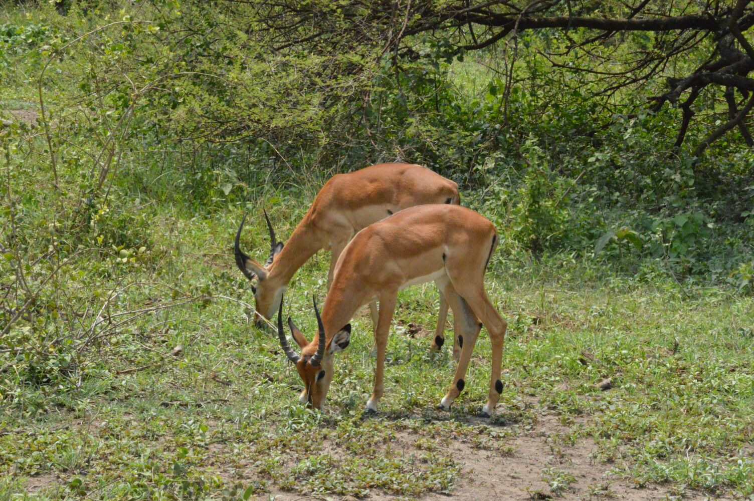 Image number 2 for Best 2 Days Tanzania Safari 2023/2024/25