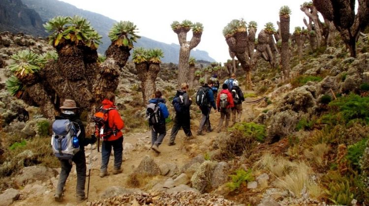 Image number 1 for  7 Days Lemosho Route Kilimanjaro 