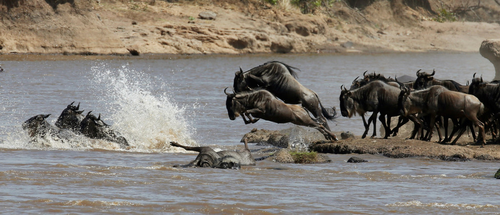 Image number 6 for 9-day Wildebeest Migration Safari