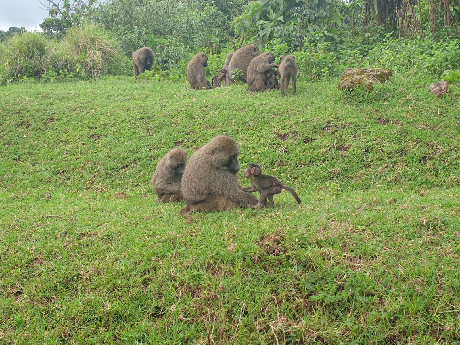 Image number 7 for 2-days Luxury Wildlife Safari