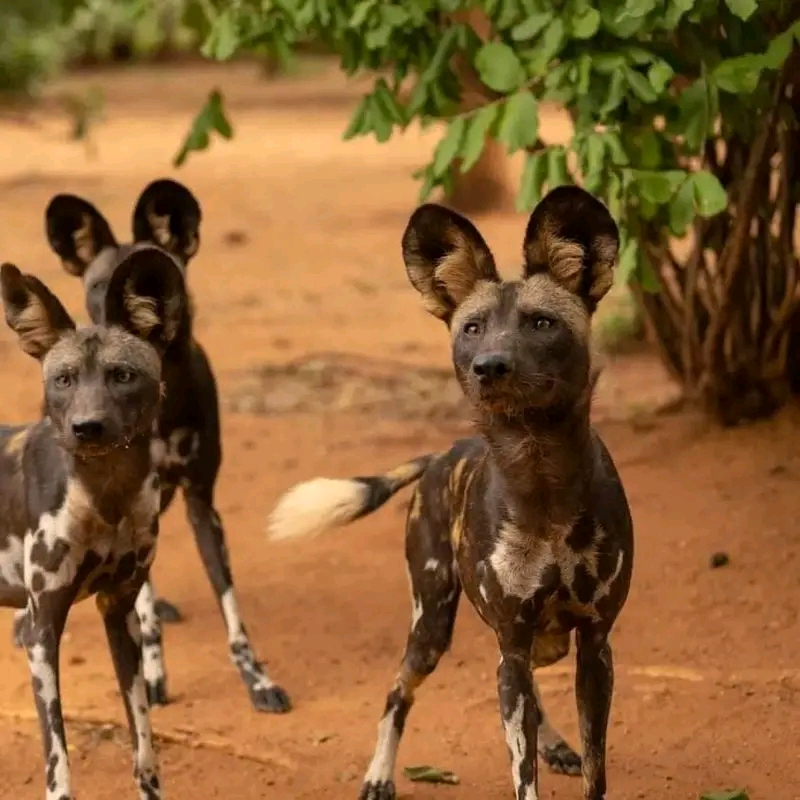 Image number 6 for Day Trip To Mkomazi National Park 