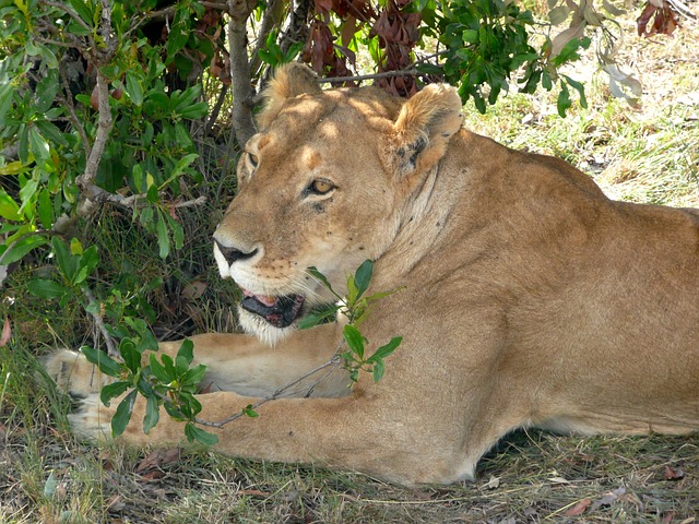 Image number 3 for 2 Days Tanzania Safari Trip In 2023