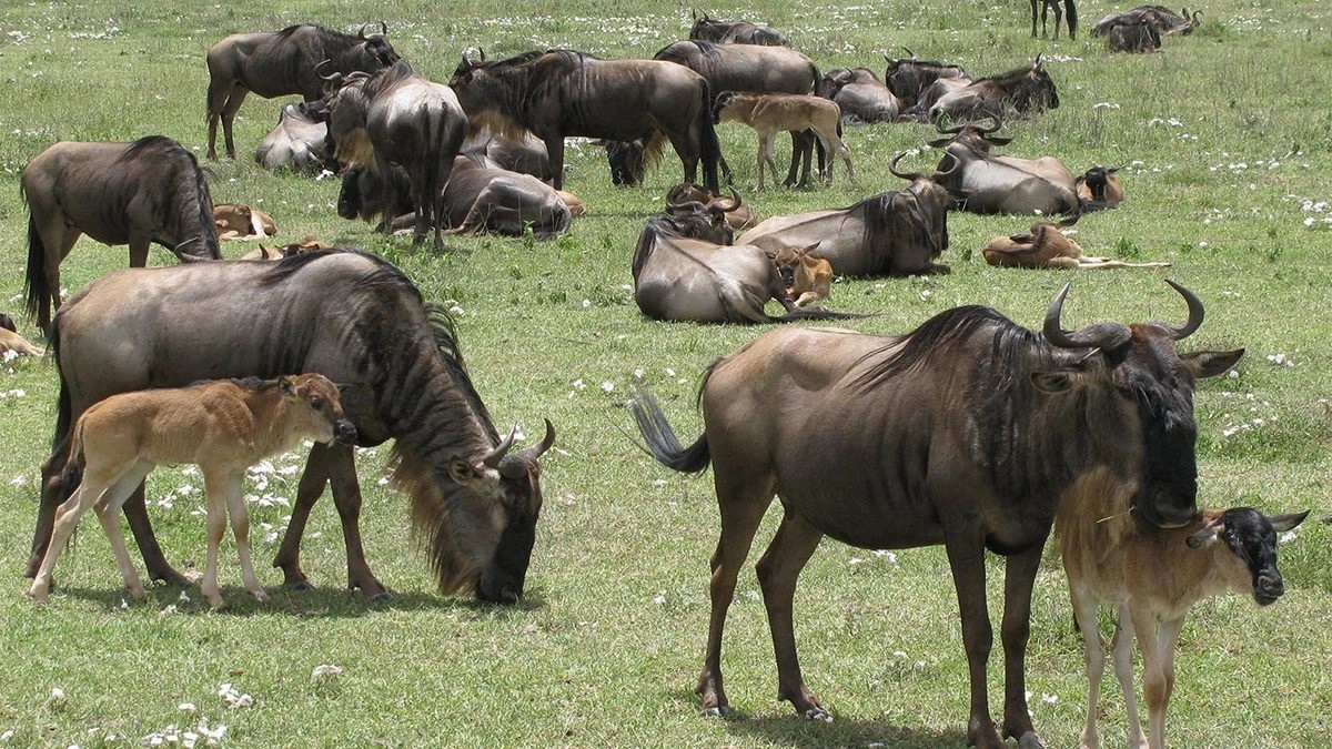 Image number 2 for 7-day Migration Safari. Calving Season Experience