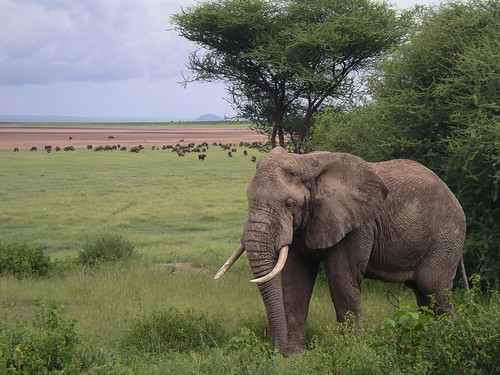 Image number 1 for 2 Days Safari In Tanzania