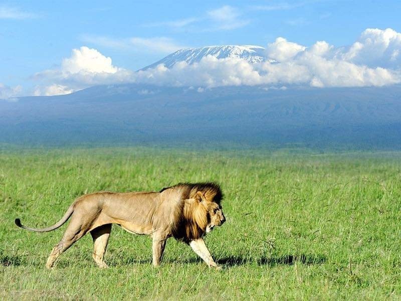 Image number 7 for Discover Kenya: Amboseli And Tsavo Safari In 5 Day