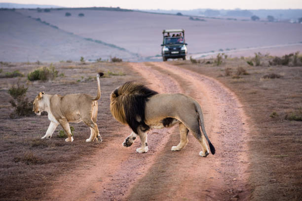 Image number 2 for 7 Days Ultimate Northern Tanzania Wildlife Safari.