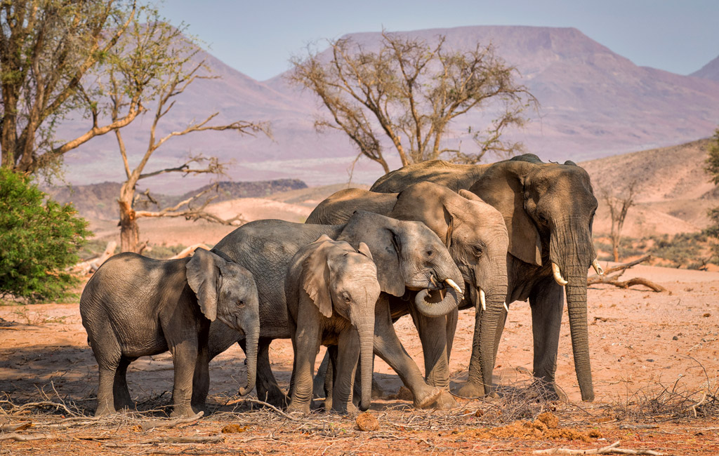 Image number 1 for 3 Days Of Wildlife And Wonder: Amboseli & Tsavo