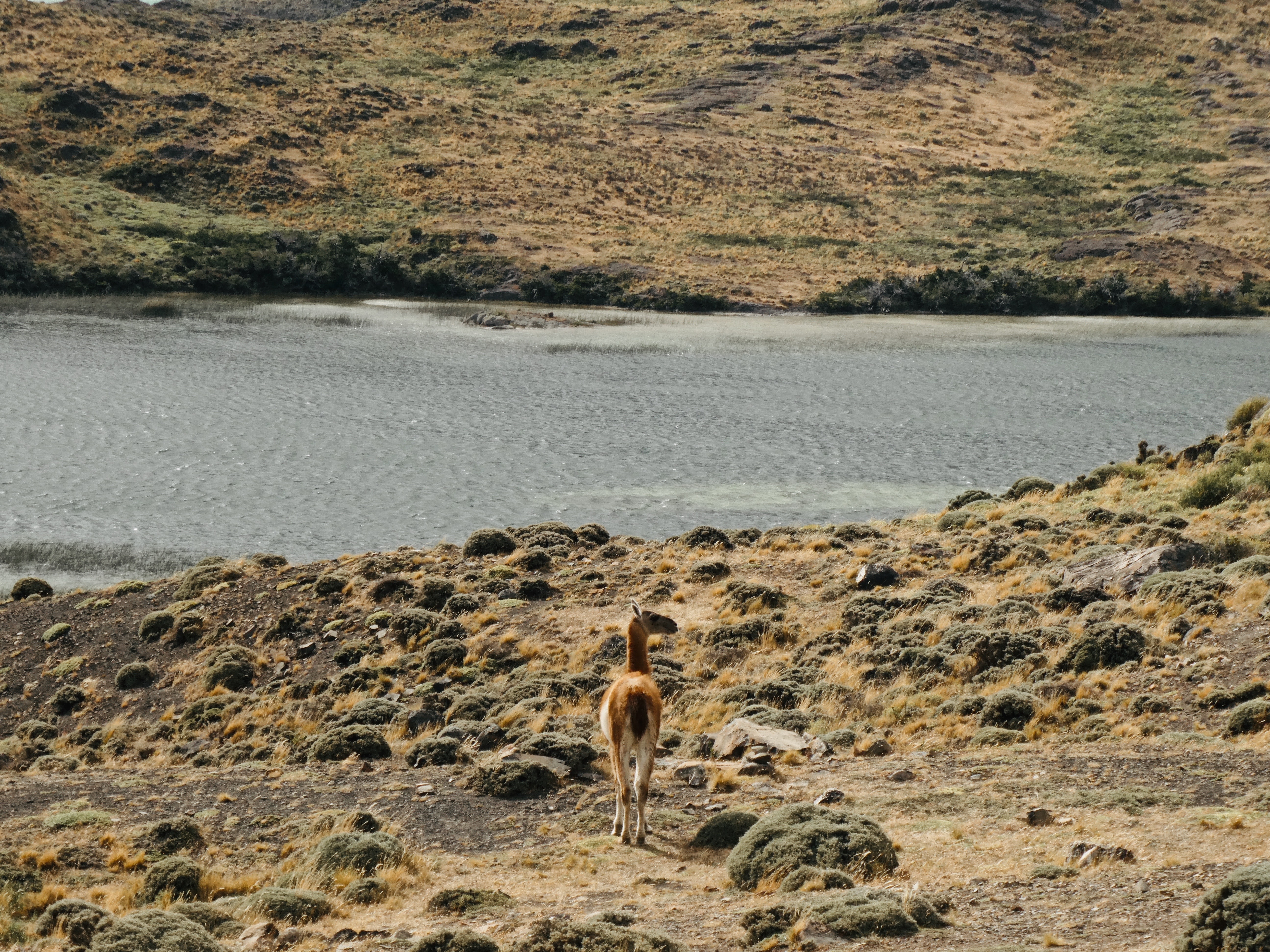 Image number 2 for 9 Days Serengeti Migration