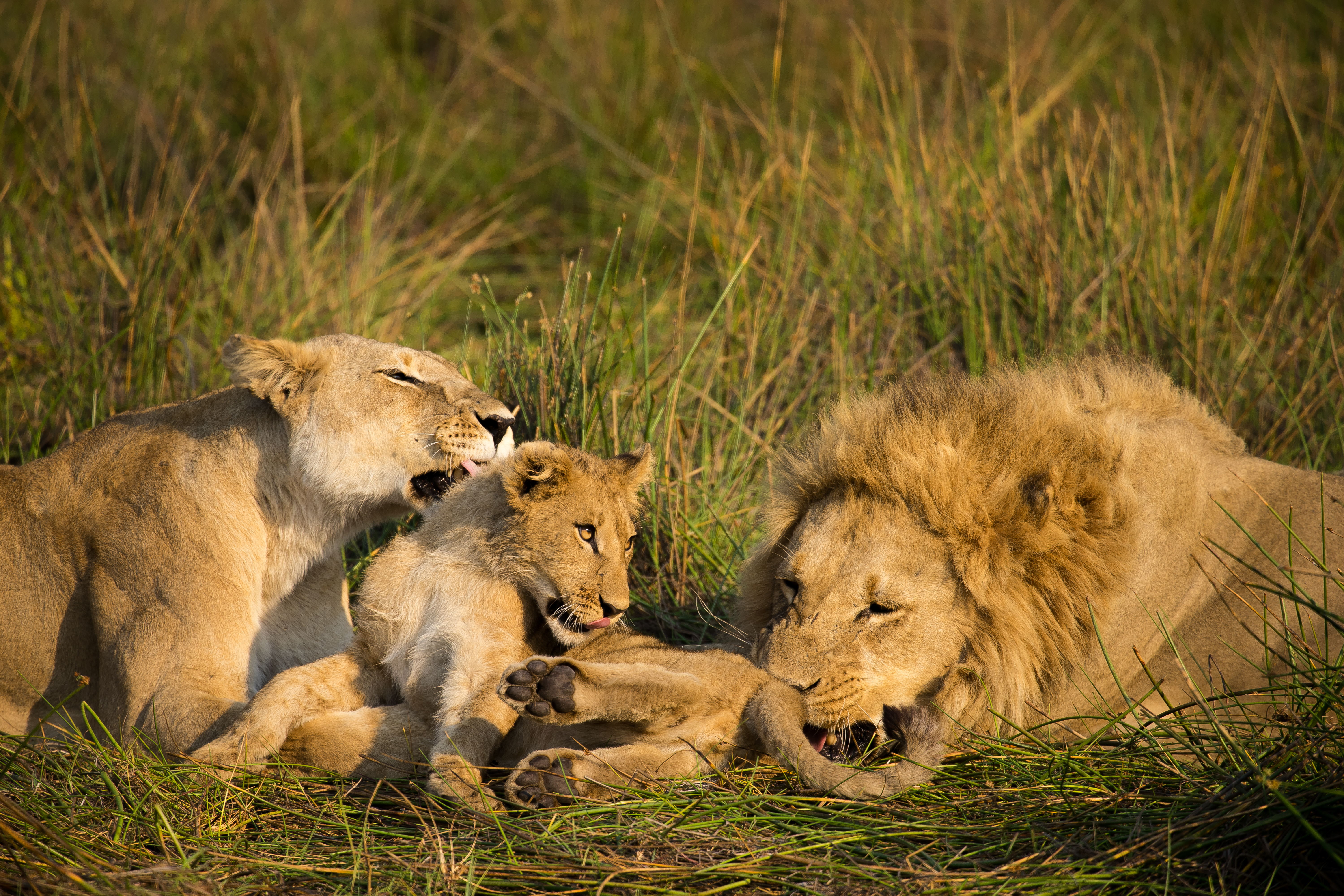 Image number 3 for Wonderful Safari To Tanzania