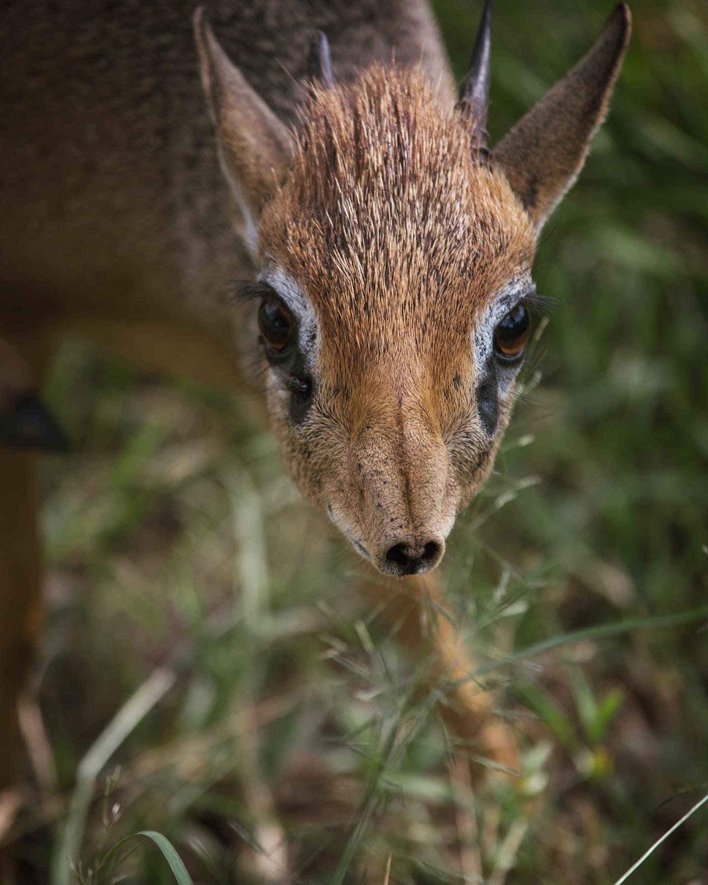 Image number 5 for 3days 2night Best Mikumi Safari