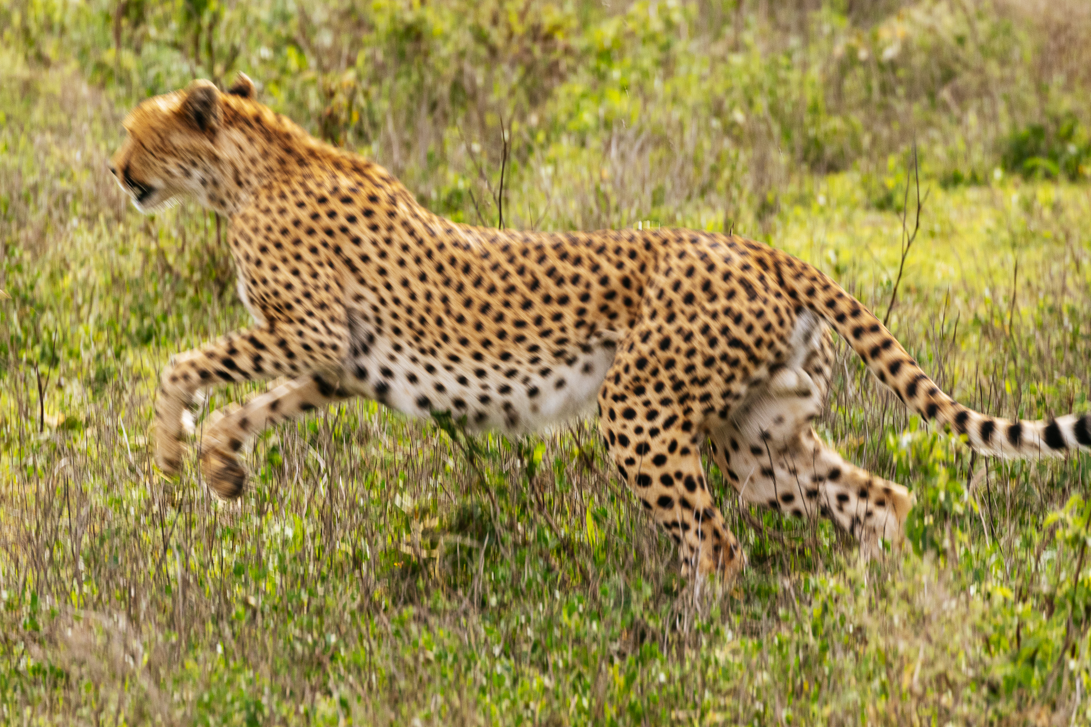 Image number 3 for Tanzania Safari Package