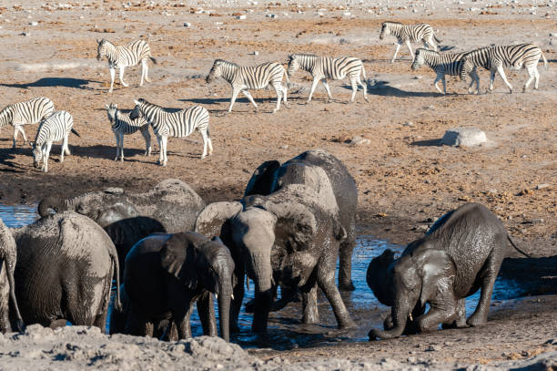 Image number 1 for Safari Clásico:los Parques Del Norte De Tanzania