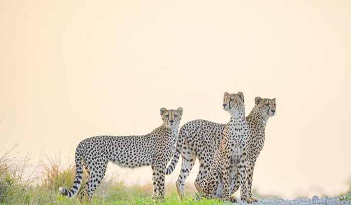 Image number 2 for 5 Days Private Safari In Northern Circuit 